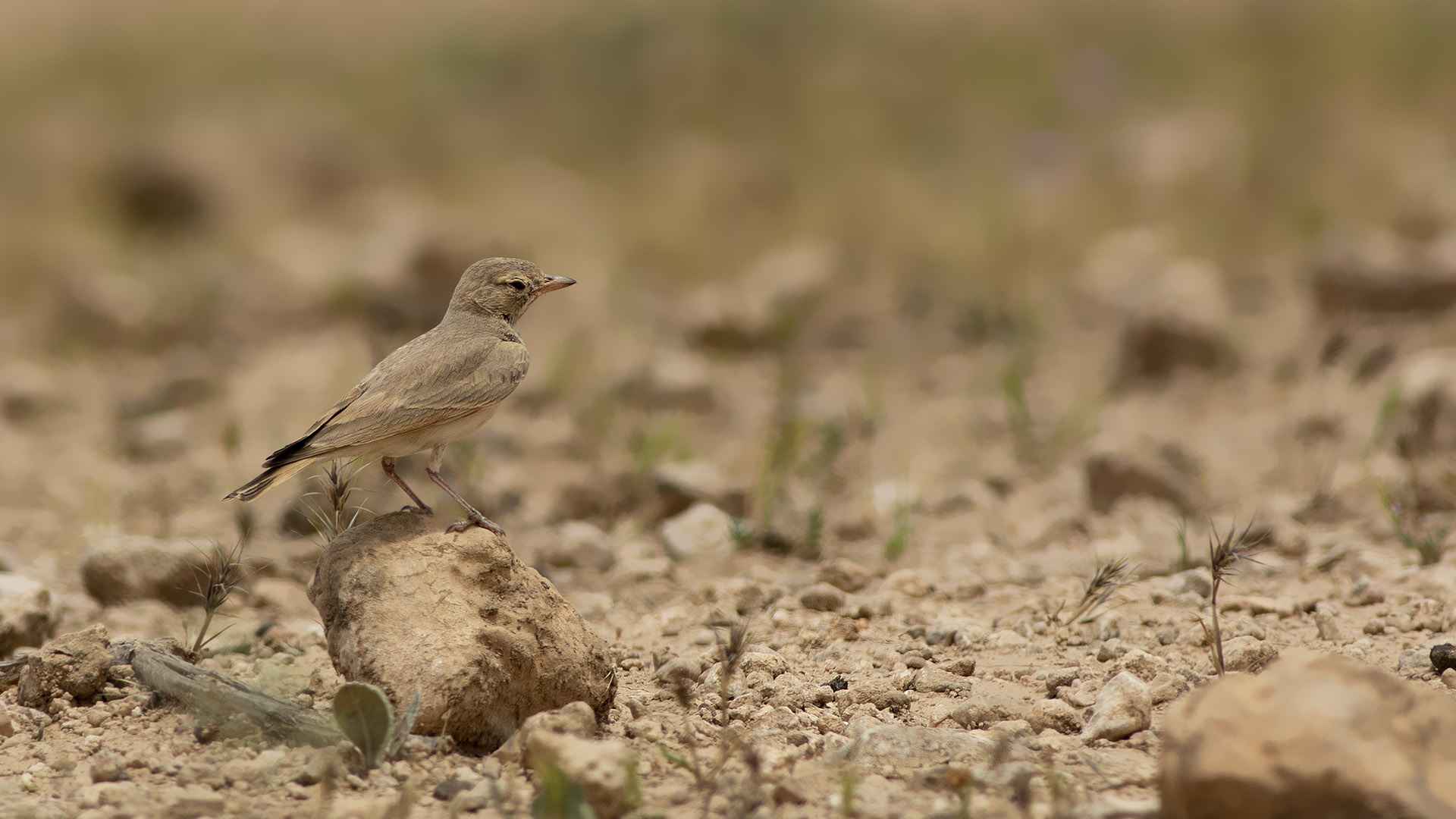 Bar-tailed Lark